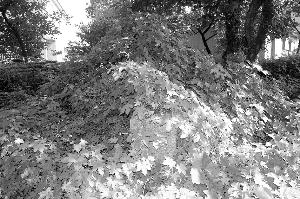 ����󻭼����ݷ�Ĺ����ɽ���Ӳݴ�����״����