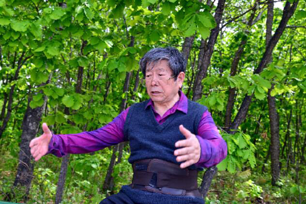 于志学回忆几十年前伊春到处都是7-8百年以上的红松,需要几个人才能够合抱过来