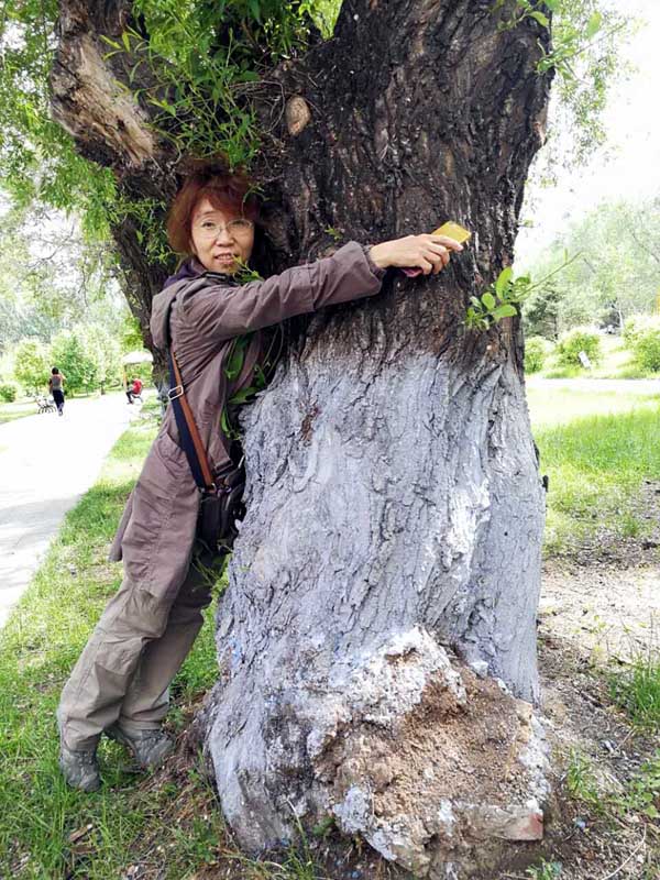 这样一棵的榆树树龄只需要40年 ,可见兴安岭的红松成才需要多么漫长的时间