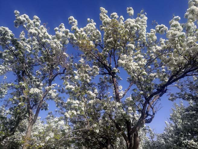 甘肃省金昌市举办第五届梨花诗会