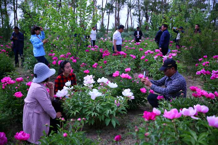 �������������ɫ�������������ЭС�ֶ�˫����ٰ조�������ҩɢ�Ľڡ�