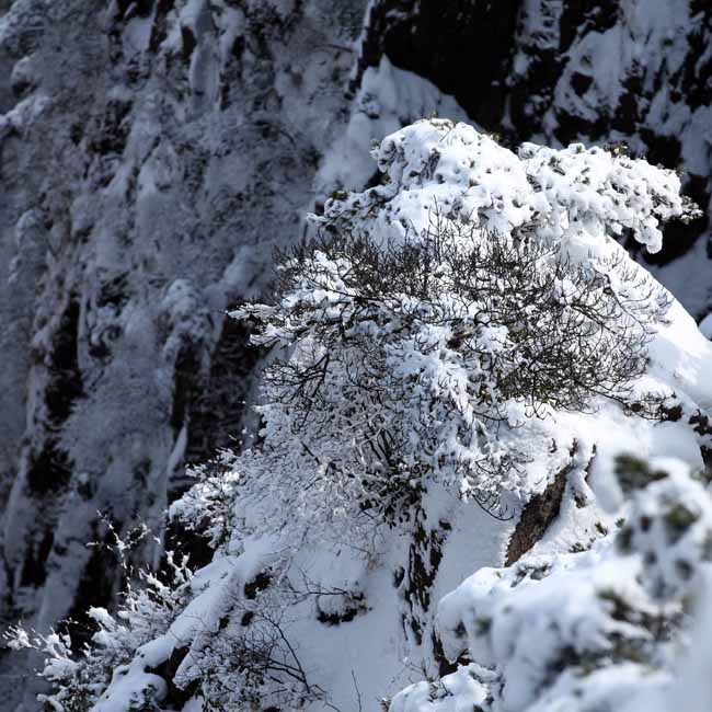 卢平摄黄山 IMG_7826.JPG 卢平摄黄山 IMG_7826.JPG