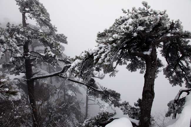 李振东摄黄山IMG_1465.JPG 李振东摄黄山IMG_1465.JPG