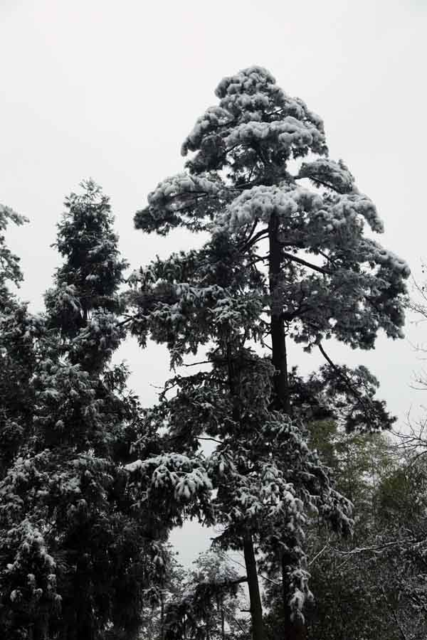李振东摄黄山IMG_2663.JPG 李振东摄黄山IMG_2663.JPG