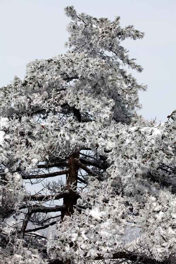 卢平摄黄山 IMG_7693.JPG 卢平摄黄山 IMG_7693.JPG