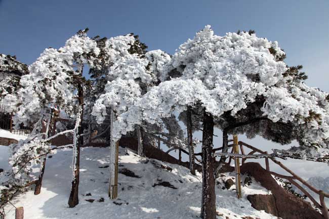 卢平摄黄山 IMG_7882.JPG 卢平摄黄山 IMG_7882.JPG