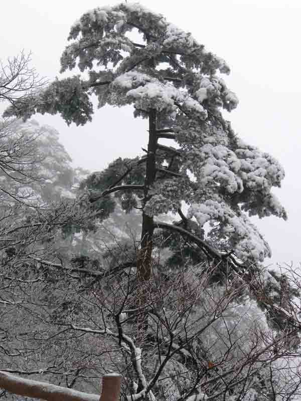 刘坤摄黄山DSC01822.JPG 刘坤摄黄山DSC01822.JPG
