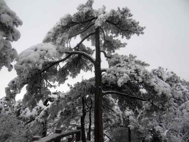 刘坤摄黄山DSC02012.JPG 刘坤摄黄山DSC02012.JPG