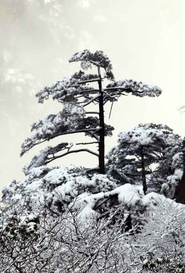 11-黄山狮子峰雪景 MG_6513.JPG 11-黄山狮子峰雪景 MG_6513.JPG